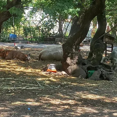 Karacasoeguet Апартаменты